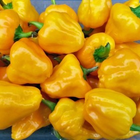 VOGLIA PICCANTE SEMI DI PEPERONCINO PICCANTE JAMAICAN SCOTCH YELLOW VOGLIA PICCANTE SEMI DI PEPERONCINO PICCANTE JAMAICAN SCOTCH YELLOW