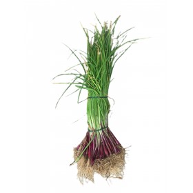 CIPOLLA ORIGINALE DI TROPEA A MAZZETTI DI CIRCA 330 PIANTINE CIPOLLA ORIGINALE DI TROPEA A MAZZETTI DI CIRCA 330 PIANTINE