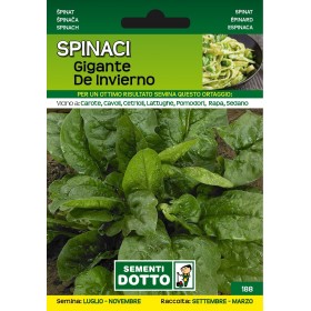 DOTTO SEMI DI SPINACIO GIGANTE DE INVERNO DOTTO SEMI DI SPINACIO GIGANTE DE INVERNO