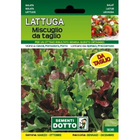 SEMI DI LATTUGA MUSCUGLIO DA TAGLIO SEMI DI LATTUGA MUSCUGLIO DA TAGLIO