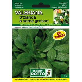 SEMI DI VALERIANA DI OLANDA A SEME GROSSO SEMI DI VALERIANA DI OLANDA A SEME GROSSO