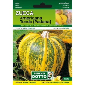 SEMI DI ZUCCA AMERICANA TONDA SEMI DI ZUCCA AMERICANA TONDA