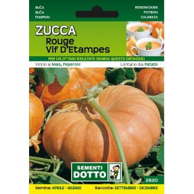 SEMI DI ZUCCA ROUGE VIF DI ETAMPES SEMI DI ZUCCA ROUGE VIF DI ETAMPES