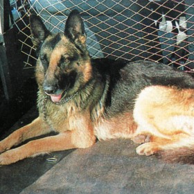 RETE DI SEPARAZIONE PER AUTO CM. 80x45 RETE DI SEPARAZIONE PER AUTO CM. 80x45