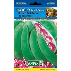 SEMI DI FAGIOLO RAMPICANTE LIMA O DEL PAPA GR. 250 SEMI DI FAGIOLO RAMPICANTE LIMA O DEL PAPA GR. 250