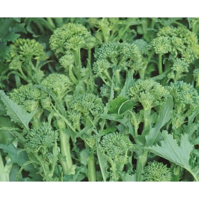 DOTTO CIME DI RAPA CENTOVENTINA GR. 100