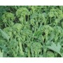 DOTTO CIME DI RAPA CENTOVENTINA GR. 100