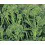 SEMI DI CIME DI RAPA QUARNTNA GR. 100