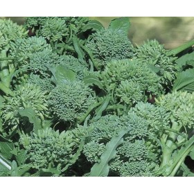 SEMI DI CIME DI RAPA SESSANTINA GR. 100 SEMI DI CIME DI RAPA SESSANTINA GR. 100