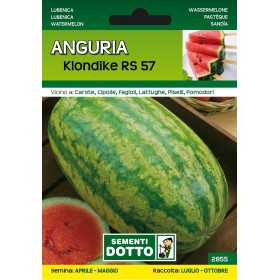 DOTTO SEMI DI ANGURIA KLONDIKE DOTTO SEMI DI ANGURIA KLONDIKE