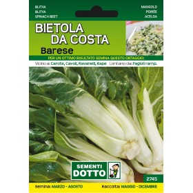 DOTTO SEMI DI BIETOLA DA COSTA BARESE DOTTO SEMI DI BIETOLA DA COSTA BARESE
