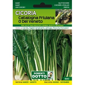 DOTTO SEMI DI CICORIA CATALOGNA FRIULANA DOTTO SEMI DI CICORIA CATALOGNA FRIULANA