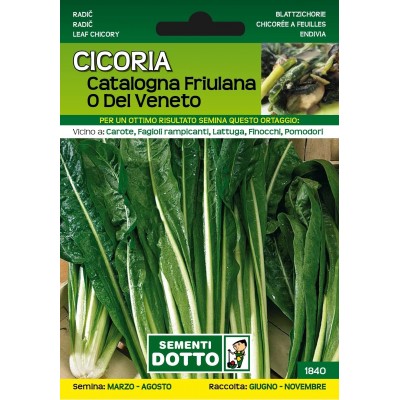 DOTTO SEMI DI CICORIA CATALOGNA FRIULANA