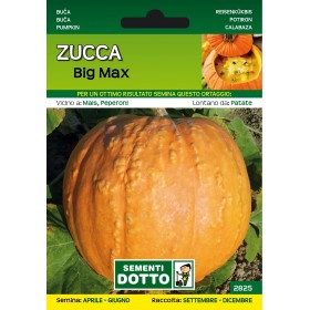 DOTTO SEMI DI ZUCCA BIG MAX DOTTO SEMI DI ZUCCA BIG MAX