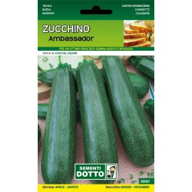 DOTTO SEMI DI ZUCCHINO AMBASSADOR DOTTO SEMI DI ZUCCHINO AMBASSADOR