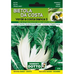 SEMI DI BIETOLA DA COSTA VERDE A COSTA BIANCA 3 SEMI DI BIETOLA DA COSTA VERDE A COSTA BIANCA 3