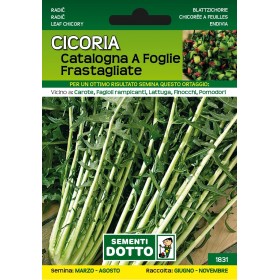 SEMI DI CICORIA CATALOGNA FOGLIE FRASTAGLIATE SEMI DI CICORIA CATALOGNA FOGLIE FRASTAGLIATE