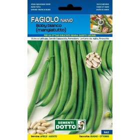 SEMI DI FAGIOLO NANO MANGIATUTTO BOBY BIANCO GR. 250 SEMI DI FAGIOLO NANO MANGIATUTTO BOBY BIANCO GR. 250