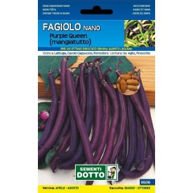 SEMI DI FAGIOLO NANO MANGIATUTTO PURPLE QUEEN GR. 250 SEMI DI FAGIOLO NANO MANGIATUTTO PURPLE QUEEN GR. 250