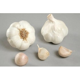 AGLIO BIANCO ARNO/GARCUA 60 CONF. GR.250